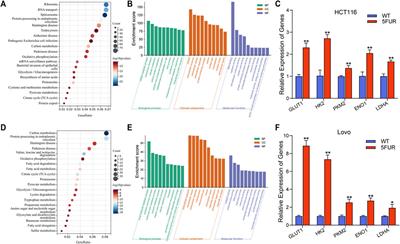 NOP58 induction potentiates chemoresistance of colorectal cancer cells through aerobic glycolysis as evidenced by proteomics analysis